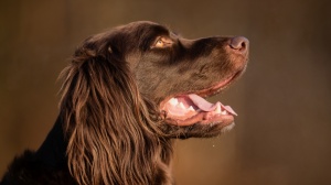 Acheter un chien Chien d'arret allemand  poil long adulte ou retrait d'levage