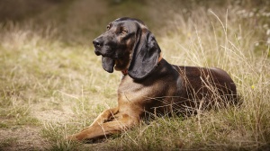 Bavarian mountain scent hound : Origine, Description, Prix, Sant, Entretien, Education