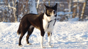 Élevages de Karelian bear dog