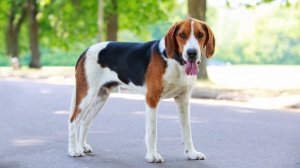 Élevages d'American foxhound