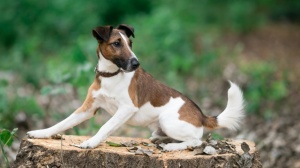 Fox terrier  poil lisse : Origine, Description, Prix, Sant, Entretien, Education