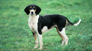 Acheter un chien Grand-anglo franais tricolore adulte ou retrait d'levage