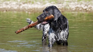 Grosser munsterlander vorstehhund : Origine, Description, Prix, Sant, Entretien, Education