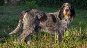 Acheter un chien Griffon bleu de gascogne adulte ou retrait d'levage