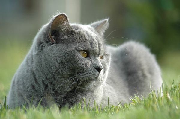 Eleveurs-online.com Canin2 / Eleveurs-online.com Felin2, levage de British Shorthair