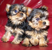 Du Logis De Beaumanoir, levage de Yorkshire Terrier