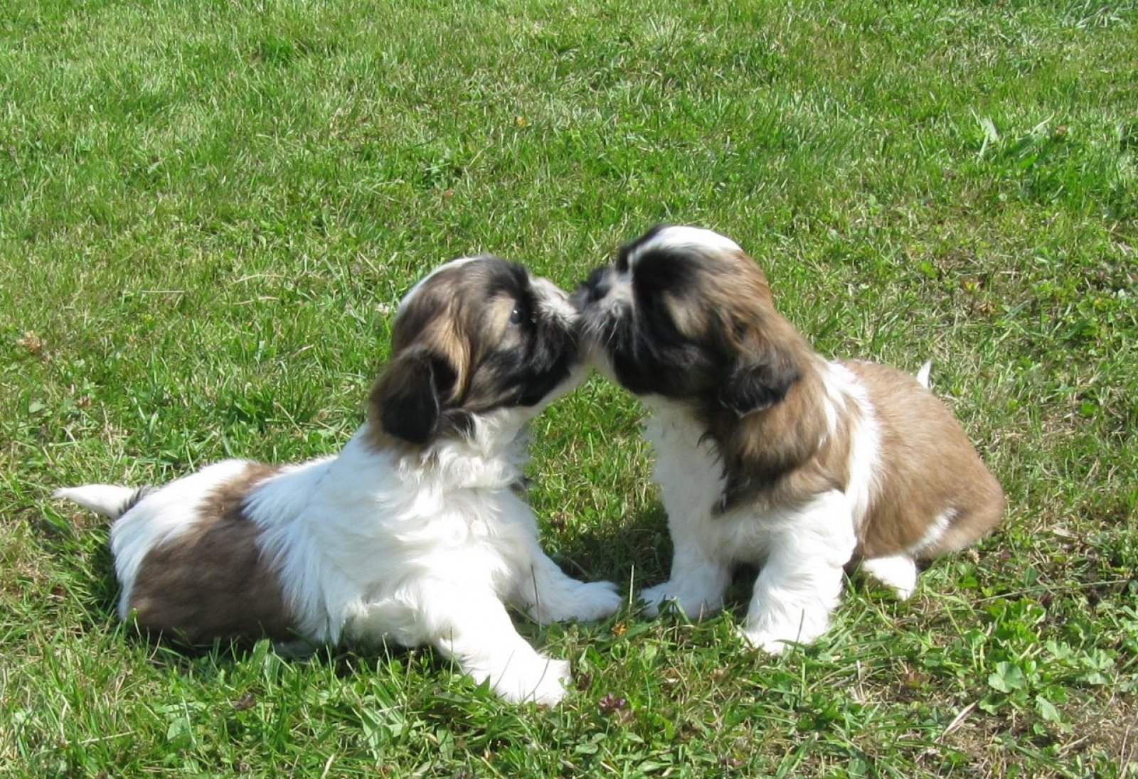 Du Lac Des Garennes éleveur De Shih Tzu Situé à Lanouaille