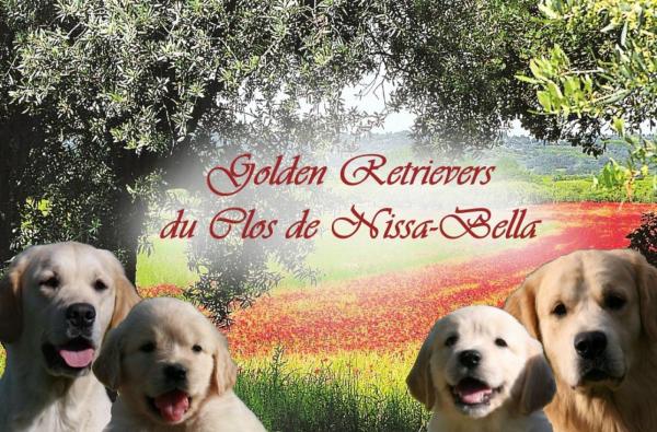 Du Clos De Nissa-bella, élevage de Golden Retriever
