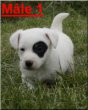 Les Chaumes D'ambon, élevage de Jack Russell Terrier