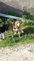 L'antre Des Jacks, élevage de Beagle