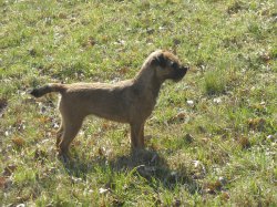 L'antre Des Jacks, levage de Border Terrier