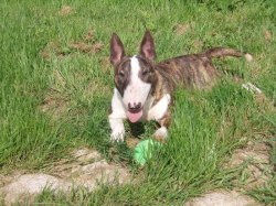 Des Gray Mice Des Graviers, levage de Bull Terrier