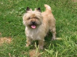 De La Pinkinerie, levage de Cairn Terrier