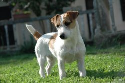 De La Pinkinerie, levage de Jack Russell Terrier