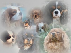 Domaine Des Petits Clowns, levage de Cavalier King Charles Spaniel