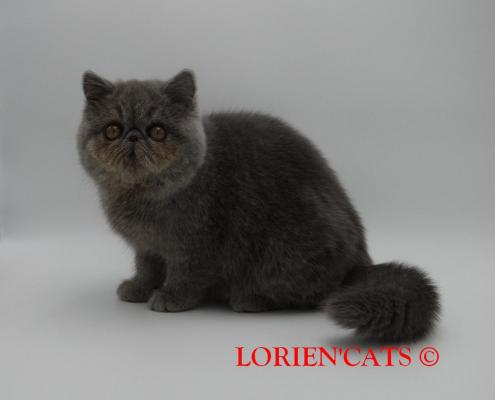 Lorien'cats, levage d'Exotic Shorthair