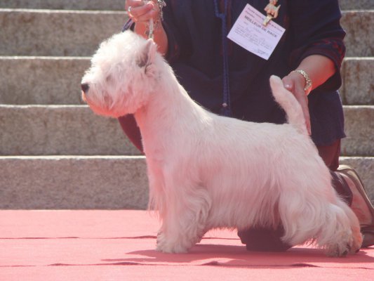Of White Thistle, levage de West Highland White Terrier