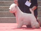 Of White Thistle, élevage de West Highland White Terrier
