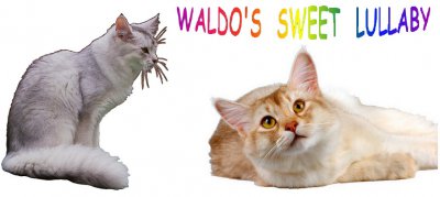 Waldo's Sweet Lullaby, levage de Somali