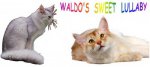 Waldo's Sweet Lullaby, élevage de Somali