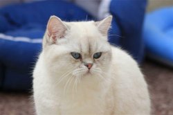 Of British Harmony, levage de British Shorthair