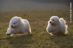 Le Clos D'emma, levage de Coton De Tulear