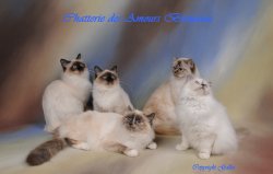 Chatterie Des Amours Birmanes