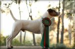 Des Very Important Parson, élevage de Parson Russell Terrier