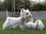 Les Elucines, élevage de West Highland White Terrier