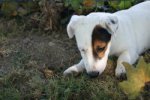 Des Côtes Rocheuses, élevage de Jack Russell Terrier