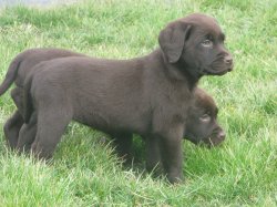 Des Prs Flamands, levage de Labrador Retriever