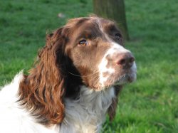 Des Prs Flamands, levage d'English Springer Spaniel