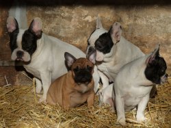 Du Hogan Des Vents, levage de Bouledogue Franais