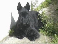 De La Terre Des Mac Philivan's, levage de Scottish Terrier