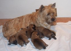 De L'tang Des Chalands, levage de Cairn Terrier