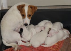 De La Plaine Des Oliviers, levage de Jack Russell Terrier