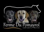 Du Pomayrol, élevage de Labrador Retriever