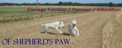 Of Shepherd's Paw, levage de Berger Blanc Suisse