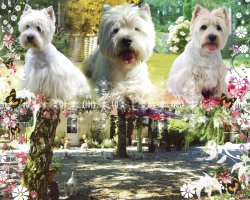 Elevage Des Petits Ecosssais, levage de West Highland White Terrier