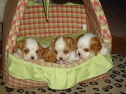 Domaine De La Louviotiere, levage de Cavalier King Charles Spaniel