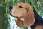 Clos Du Bonheur, élevage de Beagle