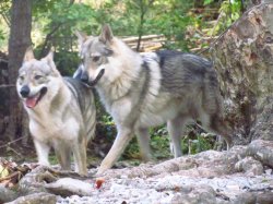 Loups Du Var, levage de Chien Loup Tchcoslovaque