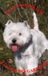 Du Clos Des Gardians, élevage de West Highland White Terrier