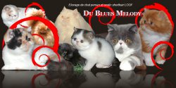 Du Blues Melody, levage d'Exotic Shorthair