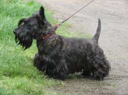 Du Mont De La Chenaie, levage de Scottish Terrier