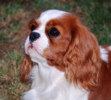 Des Beylias, levage de Cavalier King Charles Spaniel