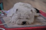 Du Clos Des Galinettes, élevage de West Highland White Terrier
