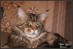 Wild Lynx, levage de Maine Coon