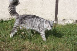 L'etoile Du Maine, levage de Maine Coon