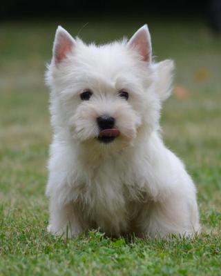 Domaine D'alexan, levage de West Highland White Terrier